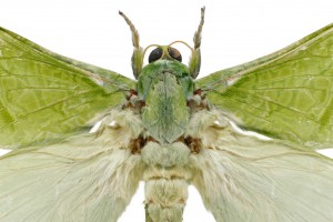 Puriri moth. Image: Birgit Rhode, Manaaki Whenua – Landcare Research / CC-BY