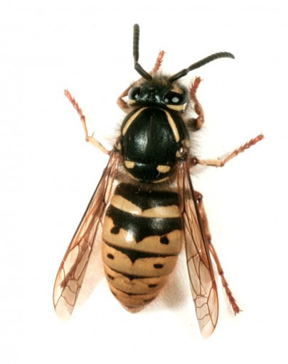 Common wasps [Vespula vulgaris]