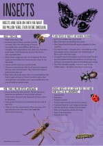 Poster: Insects