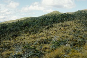 Ultrabasic boulderfields (centre) near Junction Hill, Gorge River, South Westland, with red tussock ([Chionochloa rubra]) and pink pine ([Halocarpus biformis]) (Rowan Buxton)