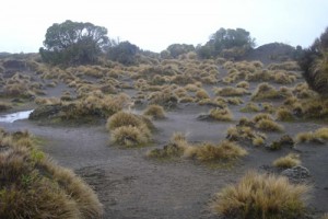 Volcanic dunes of the Rangipo ´Desert´, with widely spaced bristle tussock, [Rytidosperma setifolium] and islands of shrubby vegetation (Susan Wiser)
