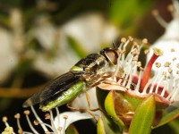 Green soldier fly 