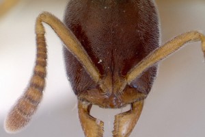 [Hypoponera eduardi] head. Image: April Nobile (Specimen code: CASENT0172333). www.antweb.org