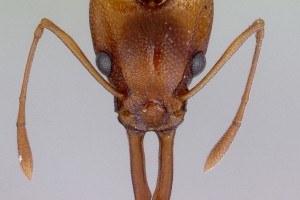 [Orectognathus antennatus] head. Image: April Nobile (Specimen code: CASENT0172360). www.antweb.org
