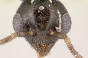 [Technomyrmex jocosus] head. Image: Erin Prado (Specimen code: CASENT0178864). www.antweb.org