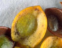 [Aphenochiton pronus}. Adult females (greenish-yellow) and an empty male test (cover), on [Hebe pauciramosa] leaves. 