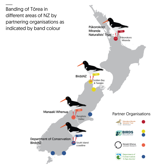 Banding of tōrea in different areas of NZ by partnering organisations as indicated by band colour