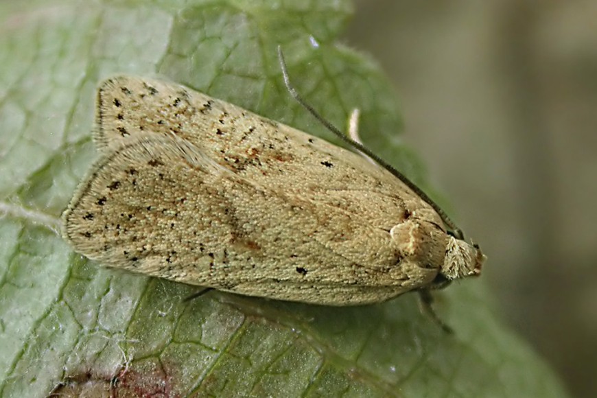 Fig: Broom shoot moth (Agonopterix assimilella). Image: Charlie Streets via Charlie's Moths of Calderdale