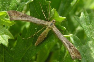 Ragwort plume moth