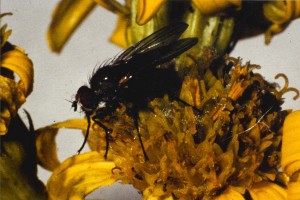 Ragwort seed fly