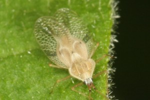 Woolly nightshade lace bug