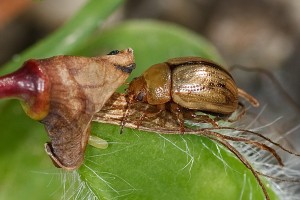 broom leaf beetle
