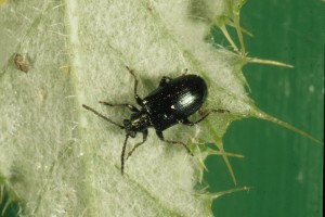 californian thistle leaf beetle