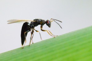giant reed gall wasp