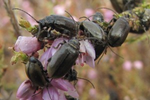 heather beetle