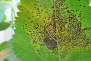 lantana leaf rust