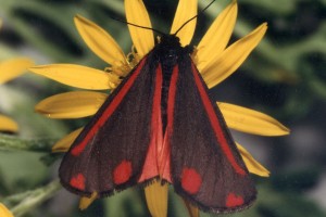 ragwort cinnabar moth