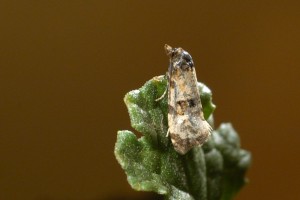 ragwort crown boring moth