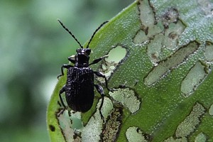 tradescantia stem beetle