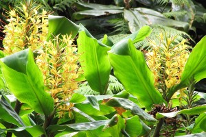 Wild ginger. Image: Forest & Kim Starr, CC BY 3.0 US <https://creativecommons.org/licenses/by/3.0/us/deed.en>, via Wikimedia Commons