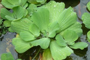 Pistia stratiotes Water Lettuce Image: John Smith-Dodsworth, Licence: CC BY-NC via NZ Plant Cons Network