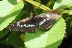 white admiral butterfly
