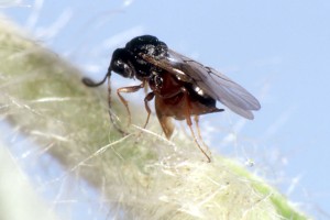 hieracium gall wasp adult