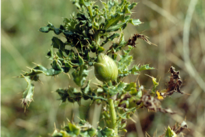 Cali thistle gall in field thumbnail