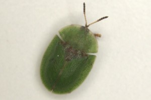 green thistle beetle thumbnail