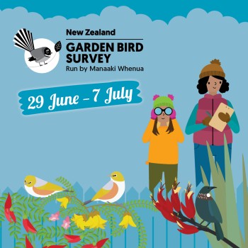 NZ Garden Bird Suurvey dates graphic