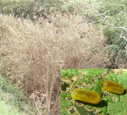 A heavily defoliated buddleia bush in Northland. Inset: Buddleia weevil larvae and damage
