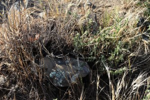 Dead horehound plant left at clearwing moth release site