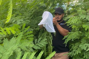 Releasing leaf-feeding psyllids in Tuvalu