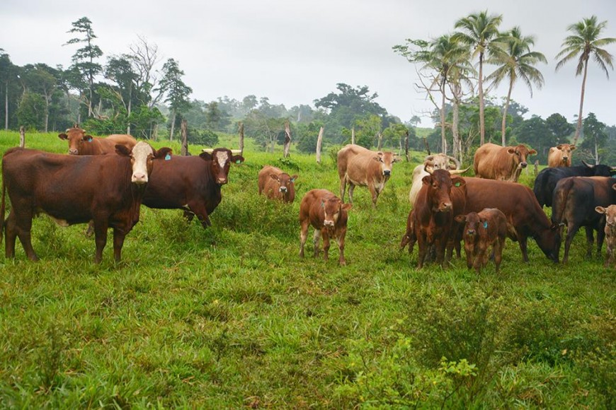 Cattle, Vanuatu
