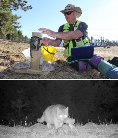 Upper photo: Grant Norbury sets a camera trap. Lower photo: Feral cat caught on camera.