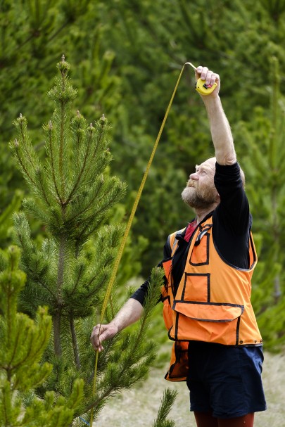Senior research technician Rowan Buxton measuring wilding pines at Molesworth Station.
