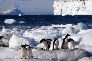 Adélie penguins on sea ice, Cape Bird, Antarctica.