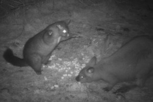 A complex interspecies interaction is caught on camera as the smaller possum scares off the bigger wallaby.