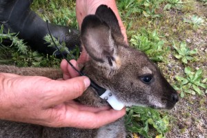 A Bennett’s wallaby is fitted with a tracking collar as part of a tracking programme