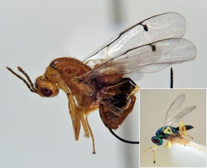 Douglas fir seed chalcid (DFSC) adult with DFSC parasitoid (inset)