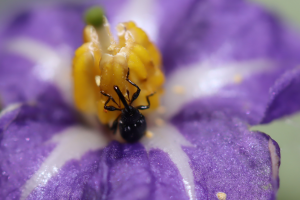 Flowerbud weevil adult