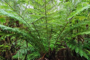 Silver fern. Image: © Chris Ecroyd, some rights reserved (CC-BY-NC)