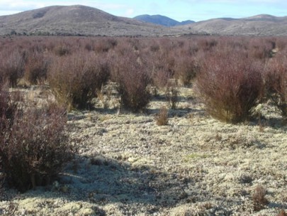 Old tephra plains with monoao ([Dracophyllum subulatum]) heathland at Rangitaiki Conservation Area, central North Island (Susan Wiser)
