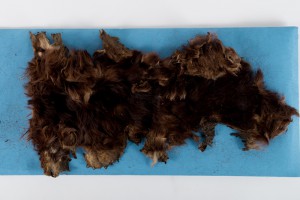 Brown dog skin D51.4895, Otago Museum Collection. Image: Kane Fleury © 2017 Otago Museum, Dunedin