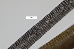 Kiore. Medulla (adult hair): wide aeriform lattice. Image: Bronwyn Lowe