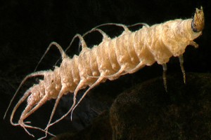 [Berosus] larva. Image: Stephen Moore