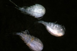 Copepods (Cyclopoids). Image: Stephen Moore