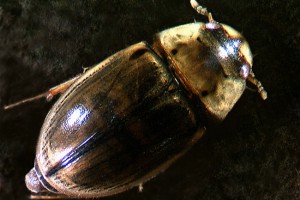 Water scavenger beetle (Hydrophilidae) adult. Image: Stephen Moore