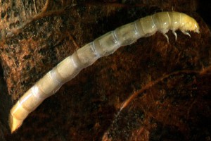 Toe-winged beetle (Ptilodactylidae) larva. Image: Stephen Moore