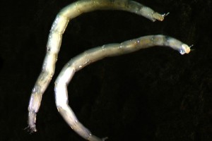 [Stictocladius] larvae. Image: Stephen Moore